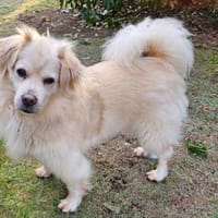 Teddy such liebevolle aktive Menschen, Hund zur Adoption