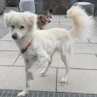 Unkompliziert und absolut süß💕, Hund zur Adoption