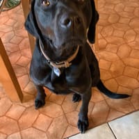 RUDOLF - liebevoll verschmuster Typ, Hund zur Adoption