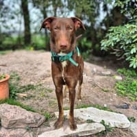 Skadi - ist motiviert&lernt sehr schnell, Hündin zur Adoption