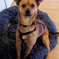 Klemi aus Essen, Hündin zur Adoption