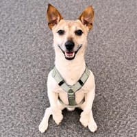 Kiko - ist sehr verspielt&energiegeladen, Hund zur Adoption