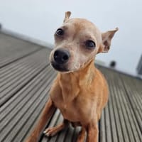 Mogli - gebt bitte Mogli eine Chance !, Hund zur Adoption