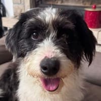 OLE-wunderschöner, zotteliger Rüde,45 cm, Hund zur Adoption