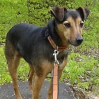 Nuka, Hund zur Adoption