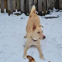 Smiorchi ❤ sensibles Herz mit Charakter, Hund zur Adoption