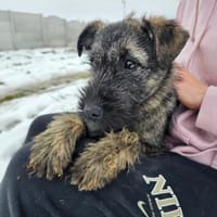 Cleo 5 mon. Momentan 35 cm, Hündin zur Adoption