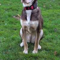 Ruhige Luna sucht ihre Familie 🤎🐕, Hündin zur Adoption