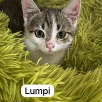 4 zahme geimpfte Kitten, Kater zur Adoption