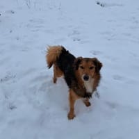 Willi sucht seine Menschen, Hund zur Adoption