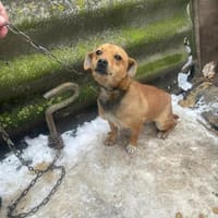 Smilla, klein, schnuckelig sucht Zuhause, Hündin zur Adoption