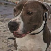 Boy, Hund zur Adoption