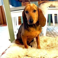 Trudi - Glück auf Lebenszeit gesucht, Hündin zur Adoption