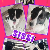 Traumhündin Sissi auf PS in 91247 Vorra, Hündin zur Adoption