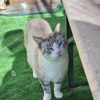 Hübscher Kater Manolo, Kater zur Adoption