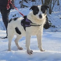 Dalma - feine Hundeseele, Hündin zur Adoption