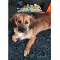 Sallie - wartet in 51427 Bergisch-Gladba, Hündin zur Adoption