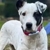 SARRALA - auf Pflegestelle in NRW, Hündin zur Adoption