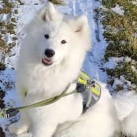 Über Cali der Rohdiamant, Hündin zur Adoption