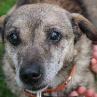 Teo ganz lieber Opi, Hund zur Adoption