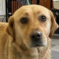 Hera, Hündin zur Adoption