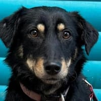 MIMMI-zuckersüße Dackel-Mix-Hündin,36cm, Hündin zur Adoption