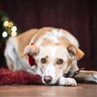 Monty - sucht Nähe bei treuen Menschen, Hund zur Adoption