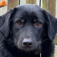 MARIA-zauberhafte,süße Hündin,43 cm, Hündin zur Adoption