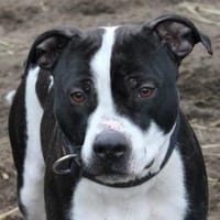 Dom, Hund zur Adoption