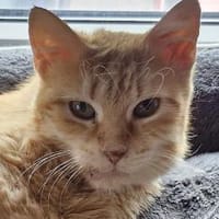 Rossina..., Katze zur Adoption