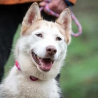 Aveline, Hündin zur Adoption