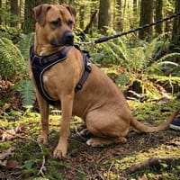 Pipa ❤, Hündin zur Adoption