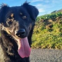 Miss Marple, Hündin zur Adoption