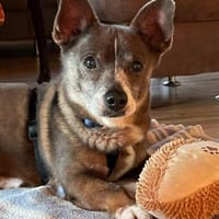 Mexi von kettenlos, Hund zur Adoption