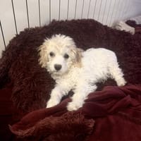 Cavapo Mix Mädchen Daysi, Hündin zur Adoption