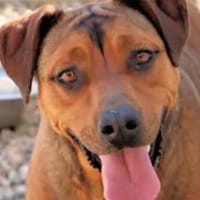 ARABELLA - freundlich und neugierig, Hündin zur Adoption