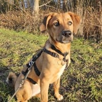 Jarah ♥ sucht ihr Für-immer-Körbchen, Hündin zur Adoption