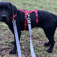 Bibbi wartet im Tierheim Sulzbach, Hündin zur Adoption