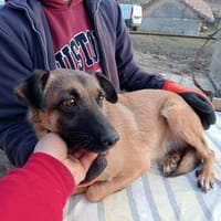 Umbra hat sich toll entwickelt, Hündin zur Adoption