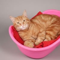 TIGROU CHA, chat à adopter