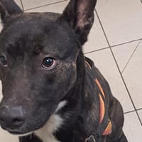 NAEHU, chien à adopter