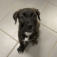 NEROX, chien à adopter