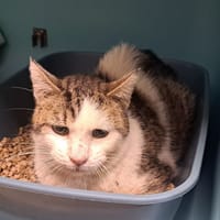 ALECTO, chat à adopter