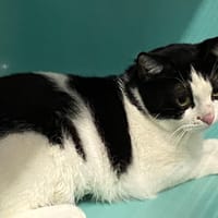 EMMA, chatte à adopter