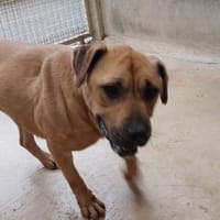 KIRA VAA, chienne à adopter