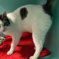 BRICE, chat à adopter