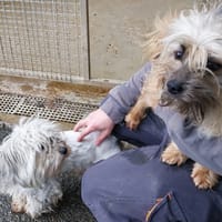 CESAR VAA, chien à adopter