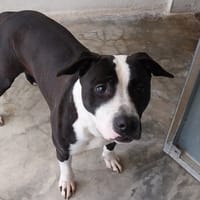 VERA VAA, chienne à adopter