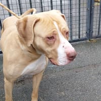 RIO VAA, chien à adopter