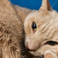 COCO, chatte à adopter